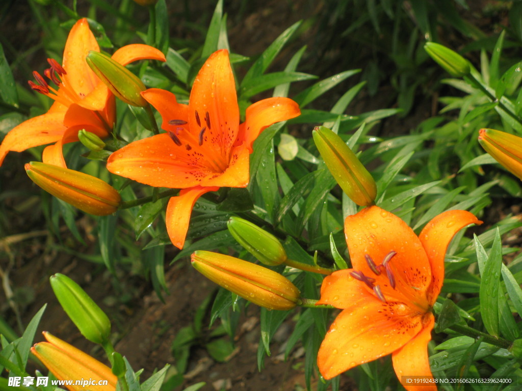 百合花