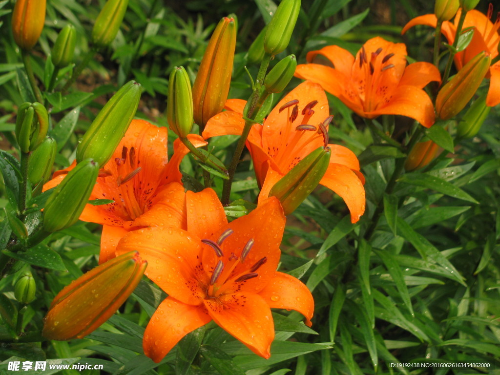 百合花