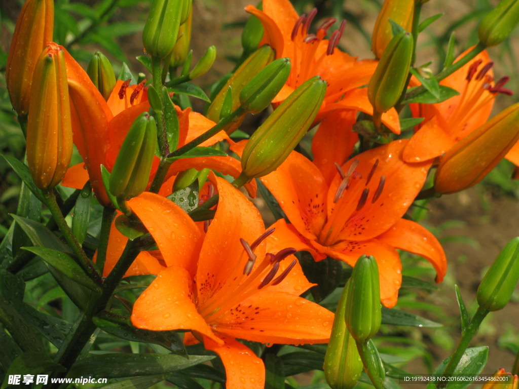 百合花