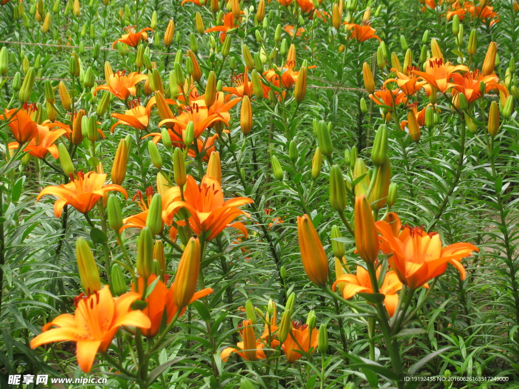 百合花