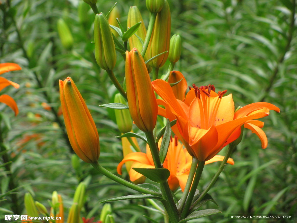 百合花