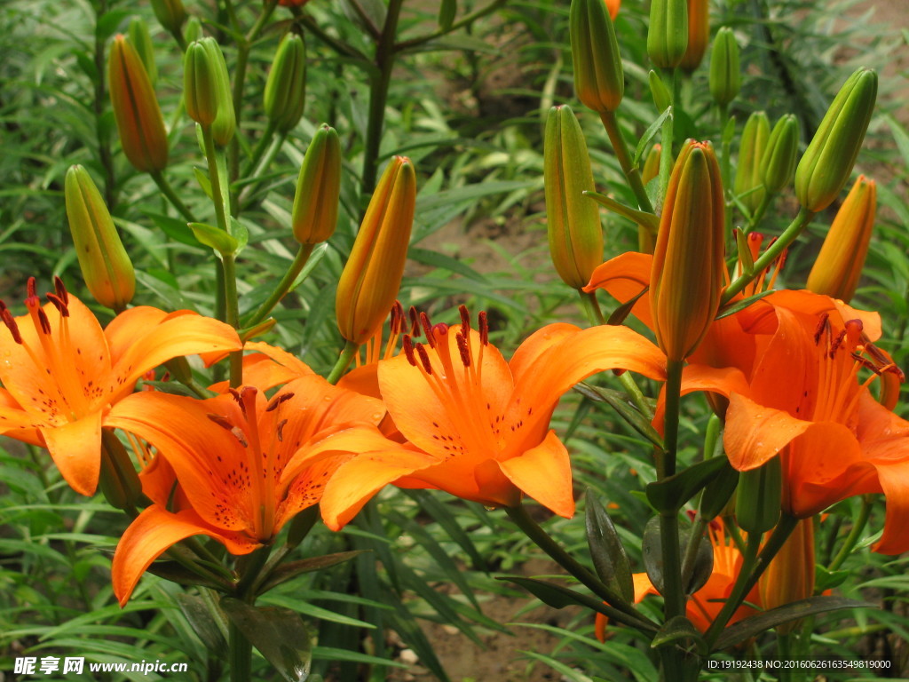 百合花