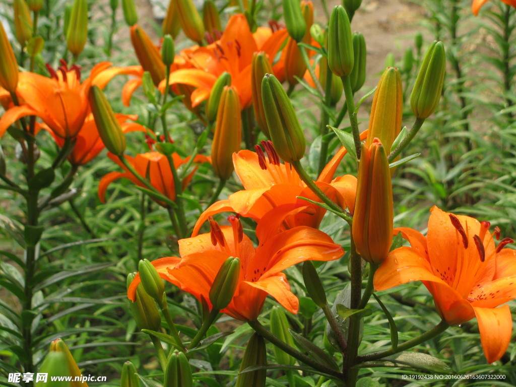 百合花