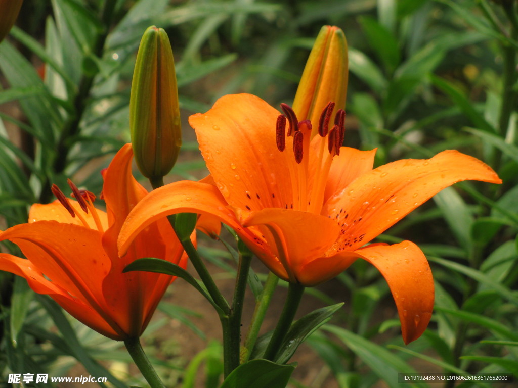 百合花