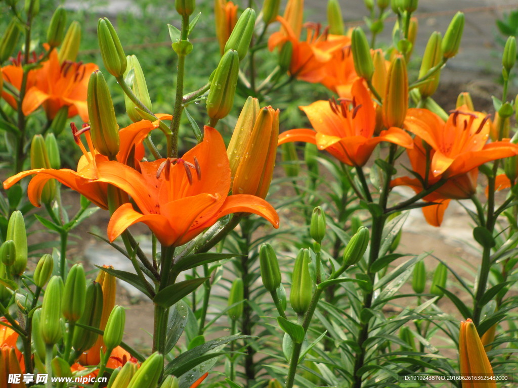 百合花