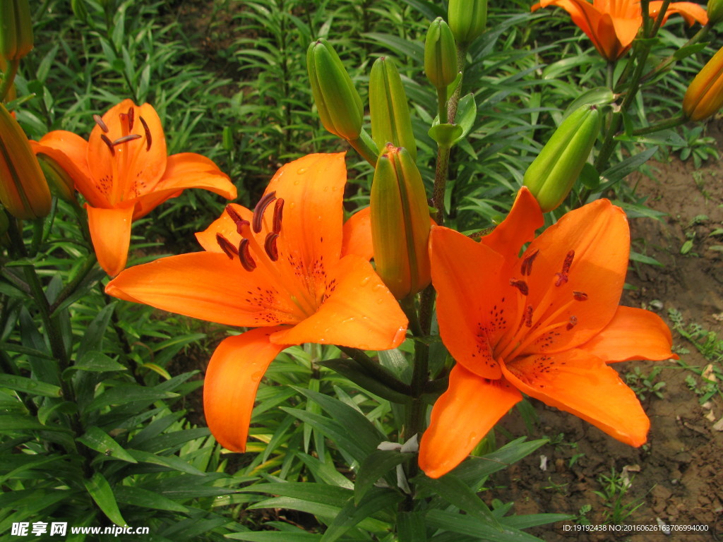 百合花