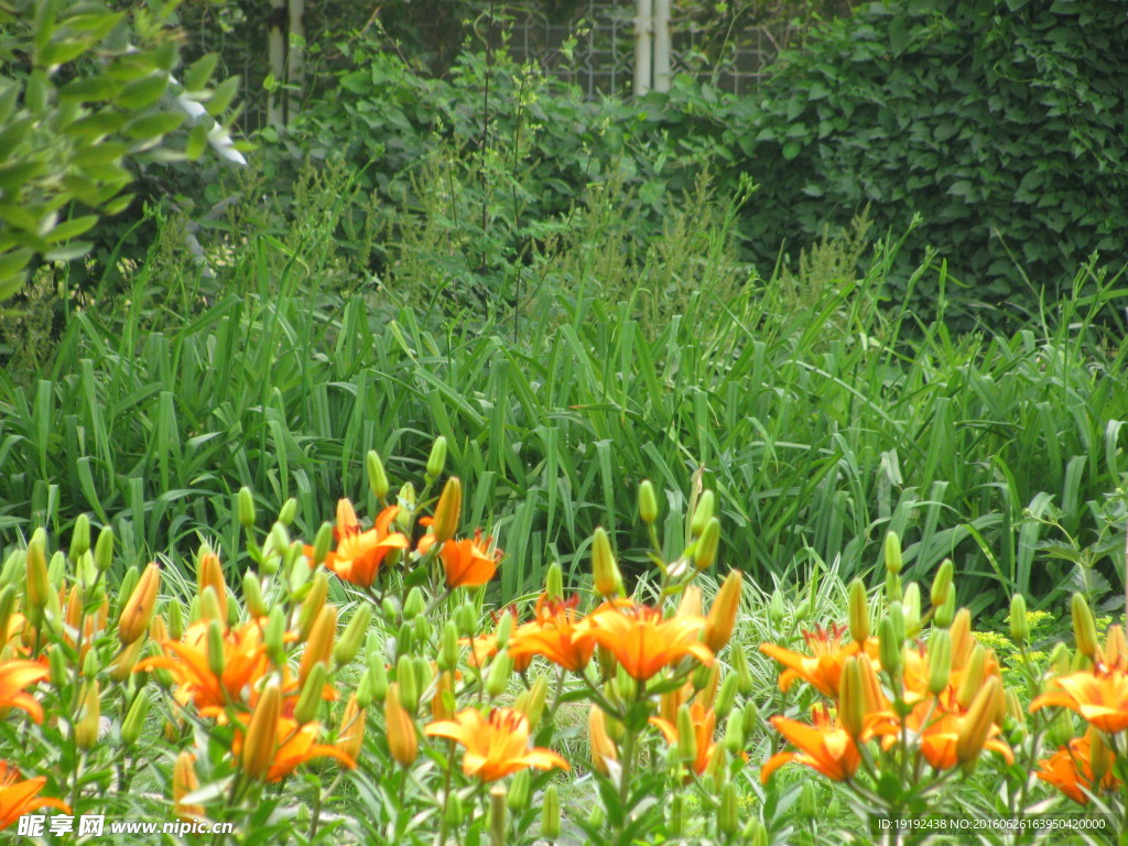 百合花
