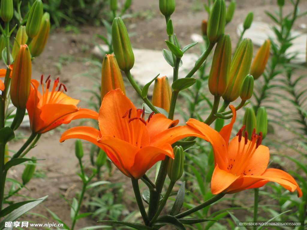 百合花
