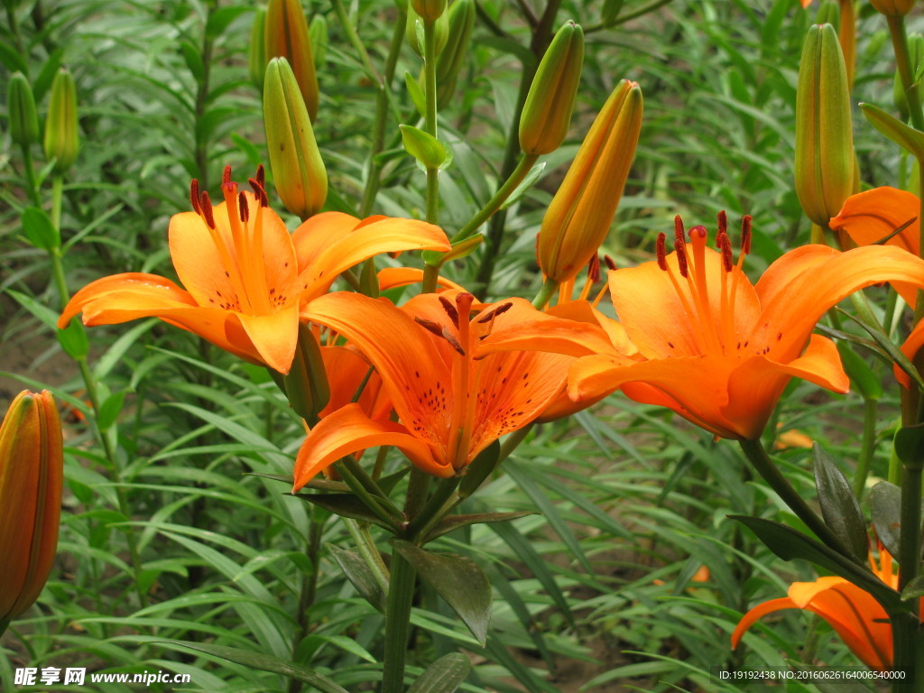 百合花