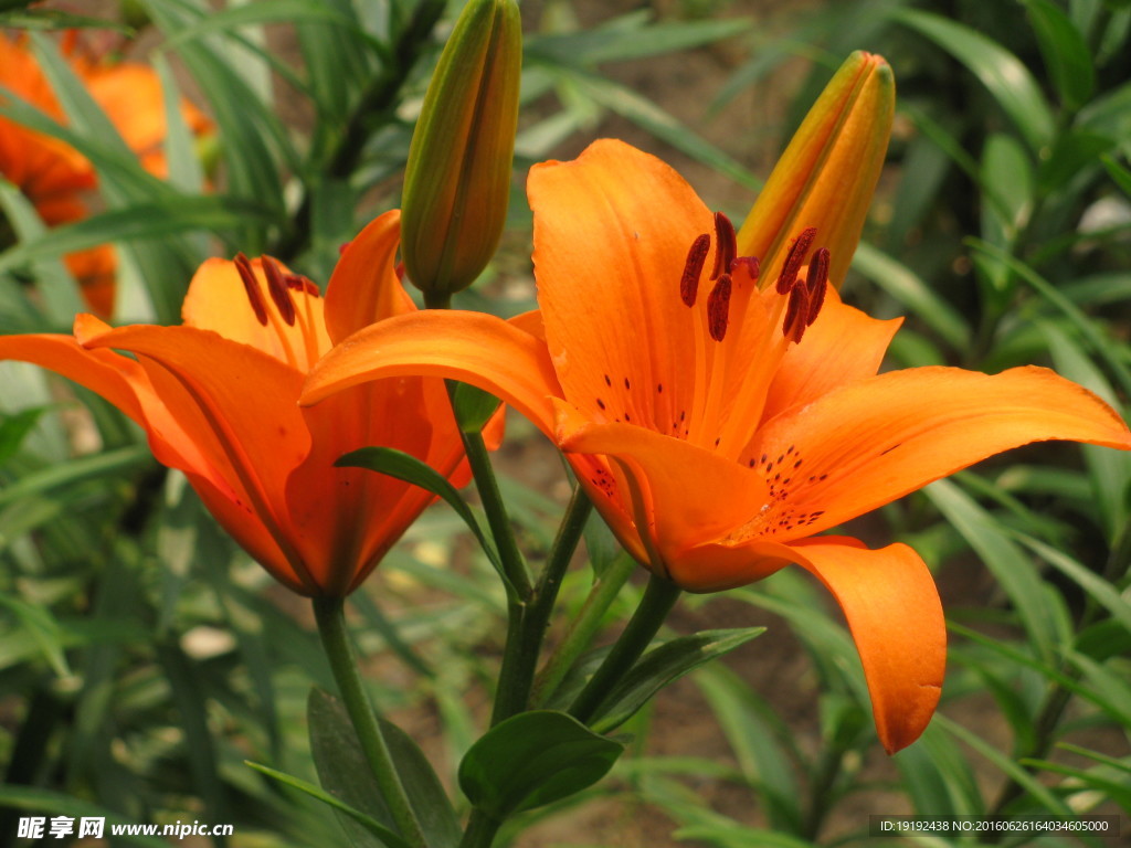百合花