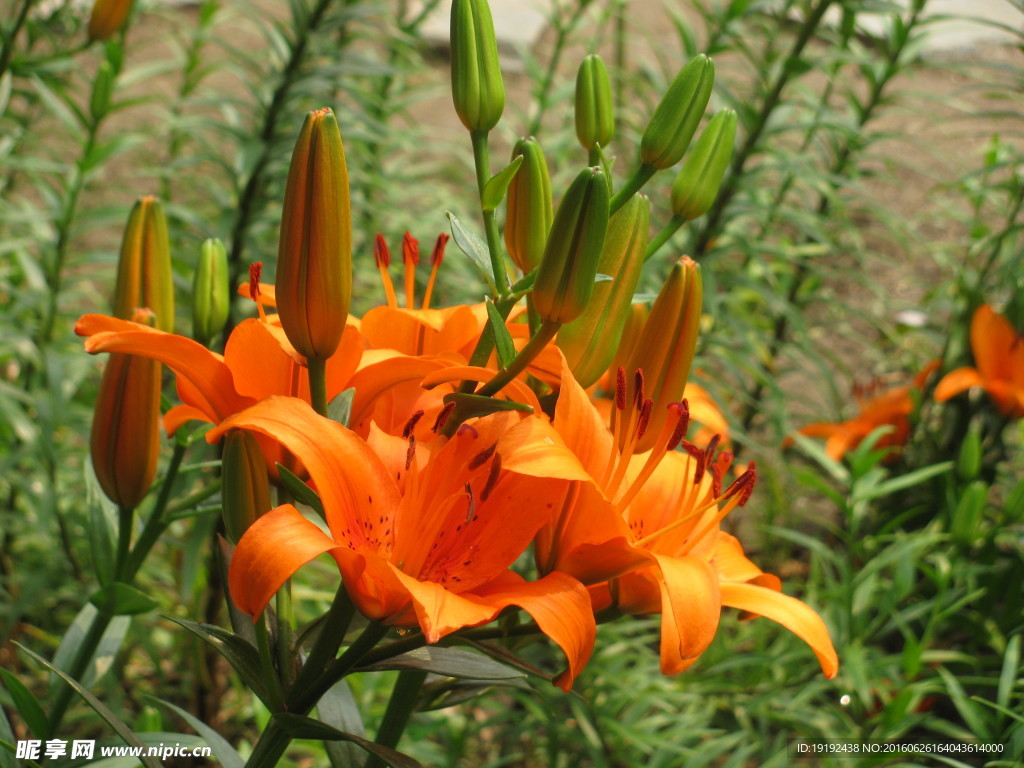 百合花