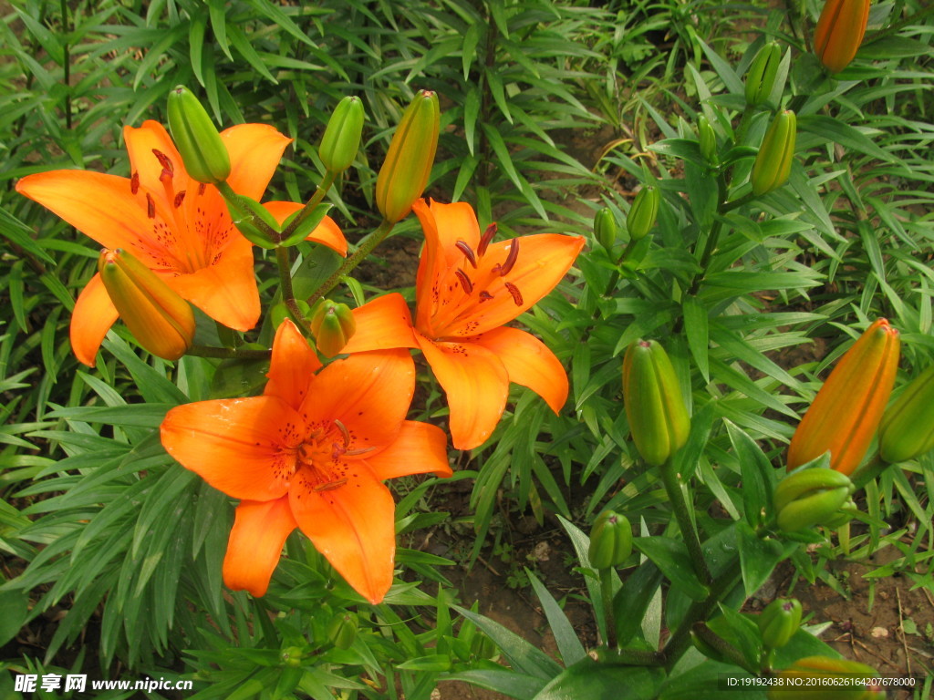 百合花