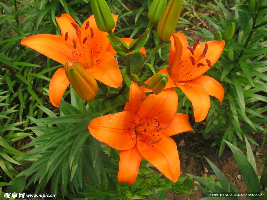 百合花