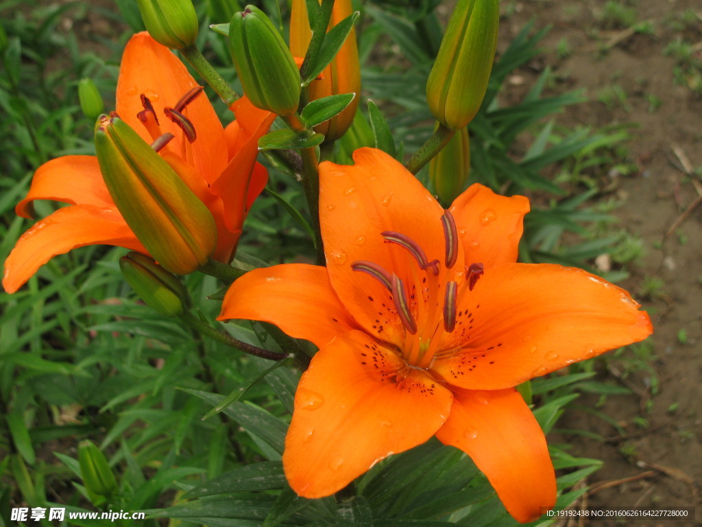 百合花