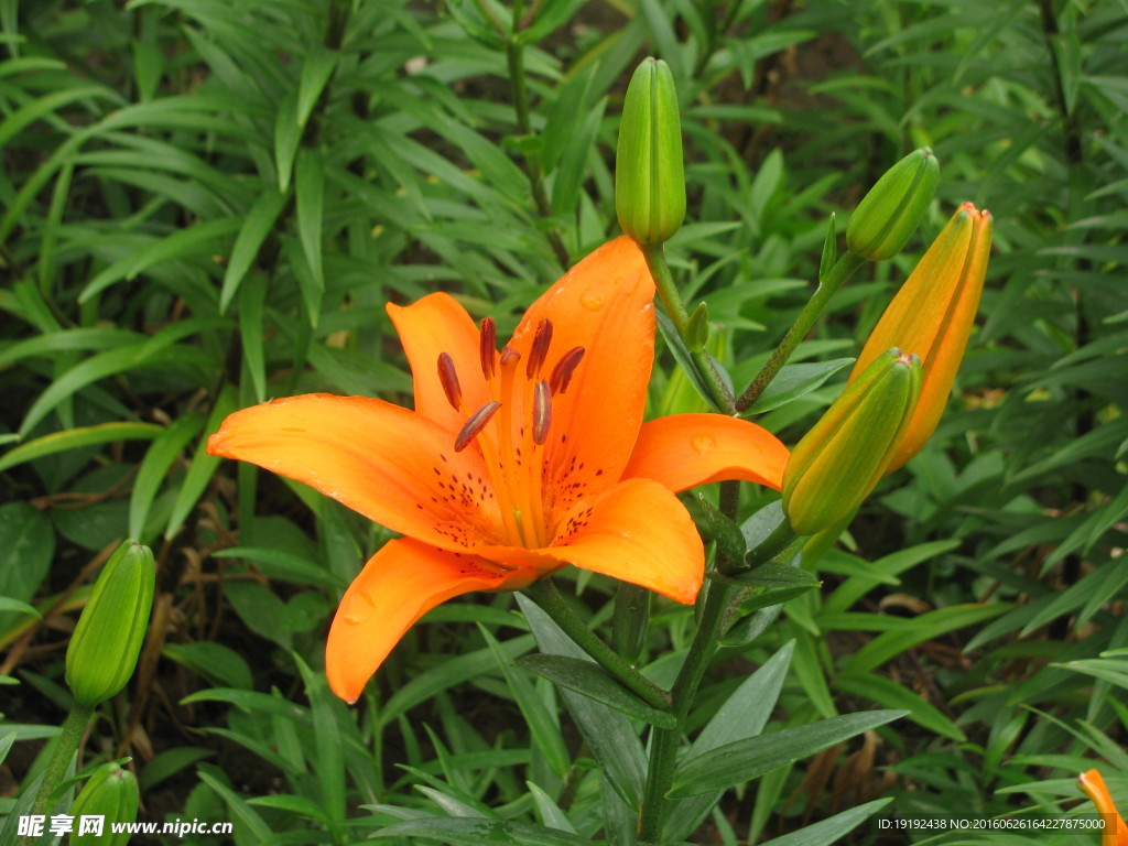 百合花