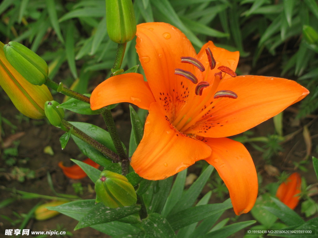 百合花