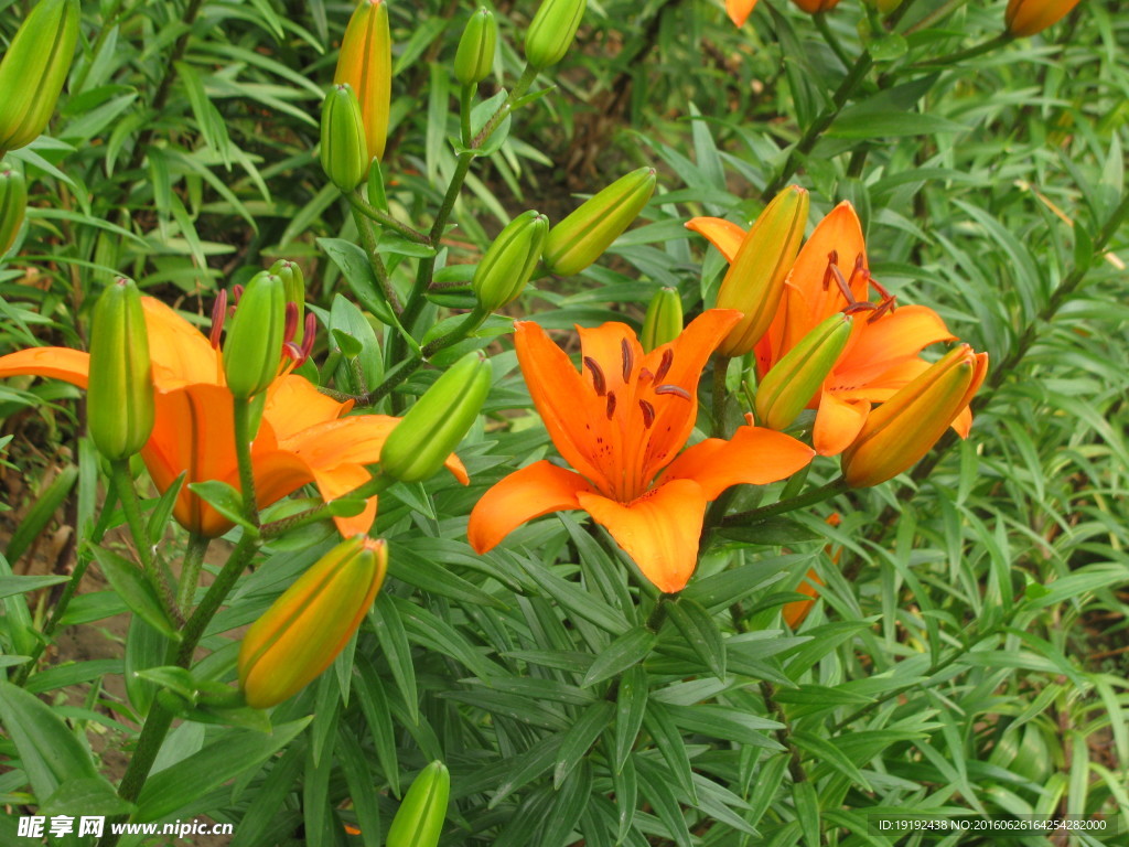 百合花