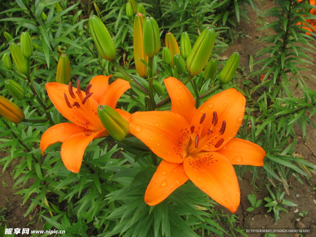 百合花