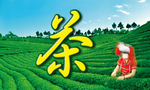 茶园