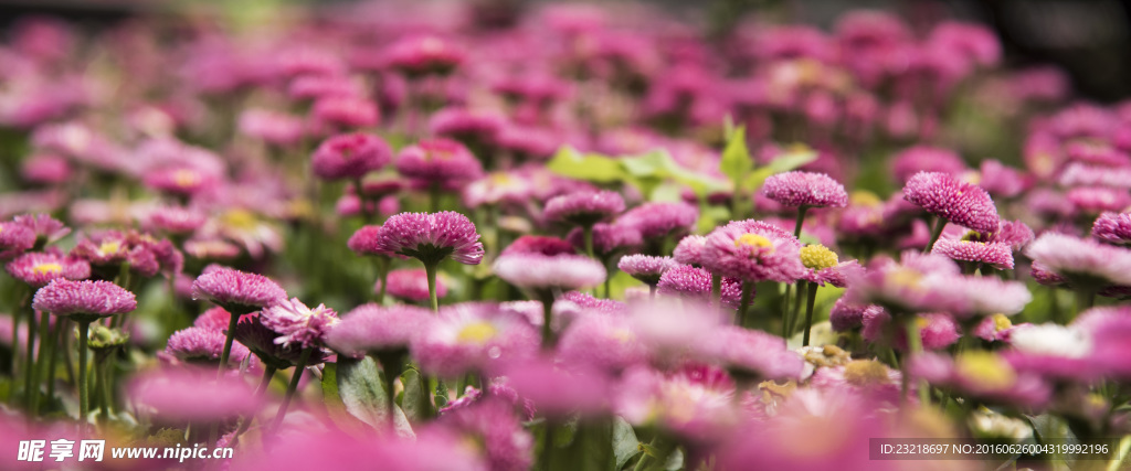 春暖百花季