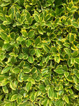 野草