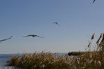 居延海