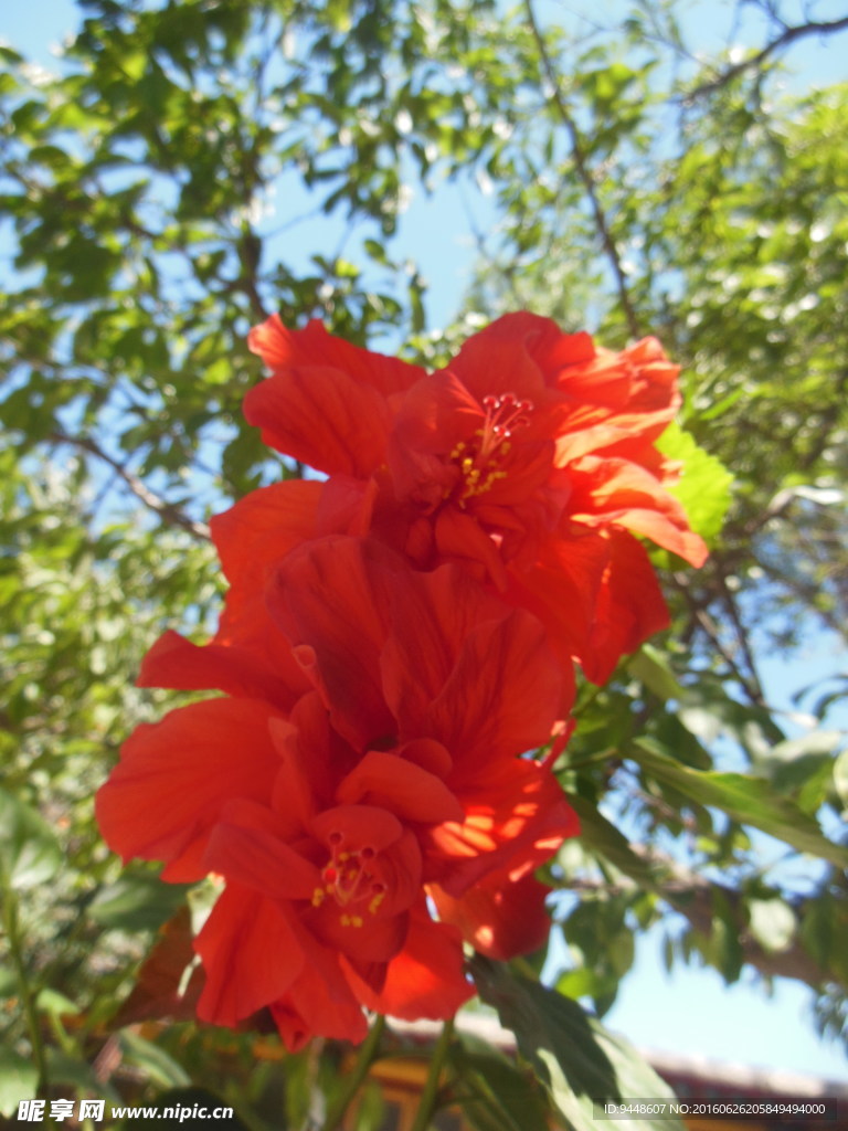 扶桑花