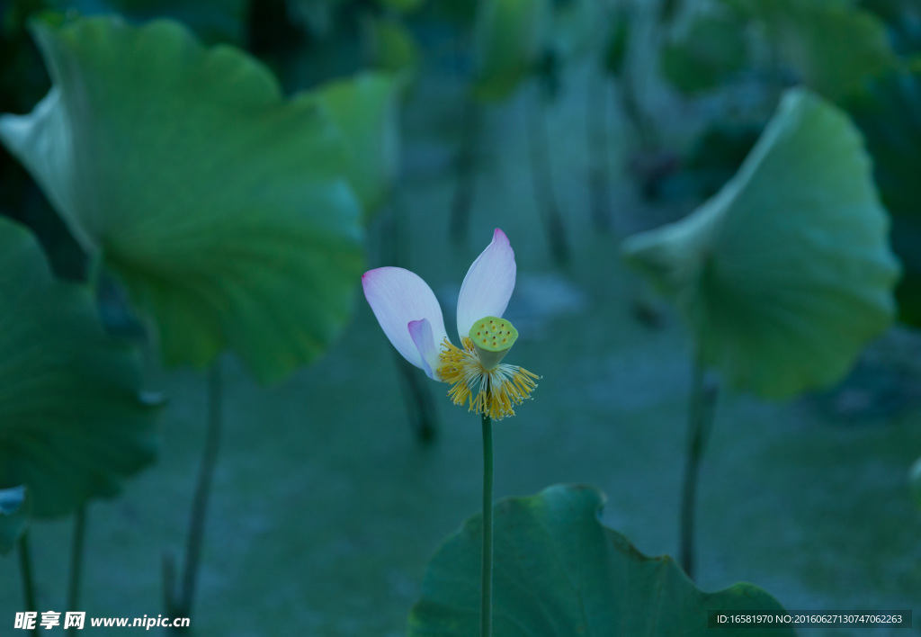 莲花