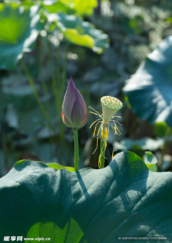 莲花