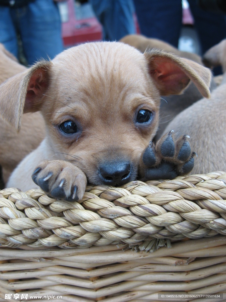 狗