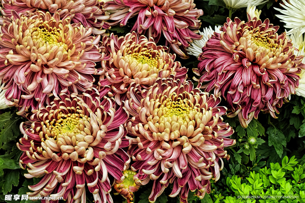 红菊花