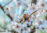 蜜蜂