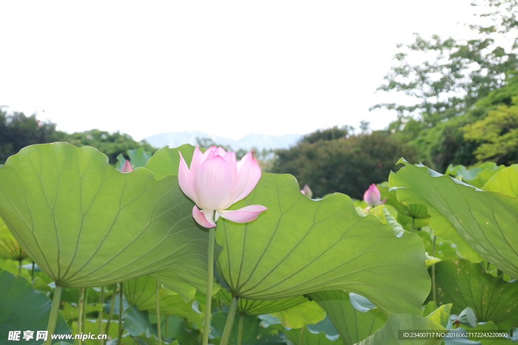荷花