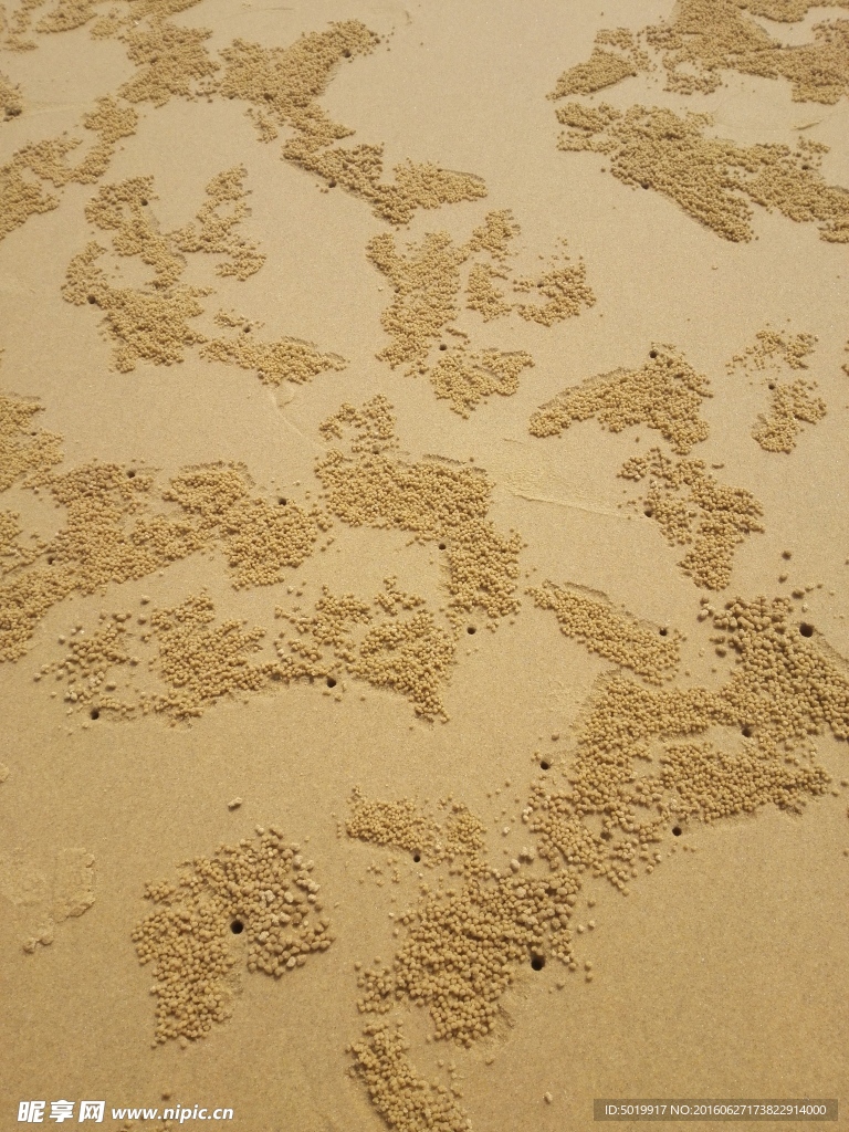 沙滩沙虫