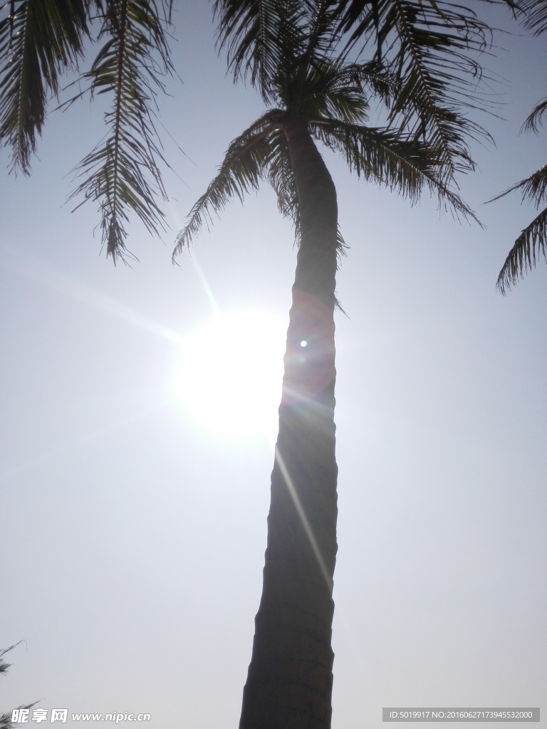 阳光下的椰树
