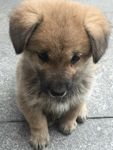 狗