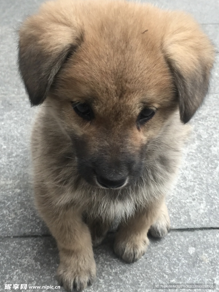 狗