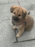 狗狗