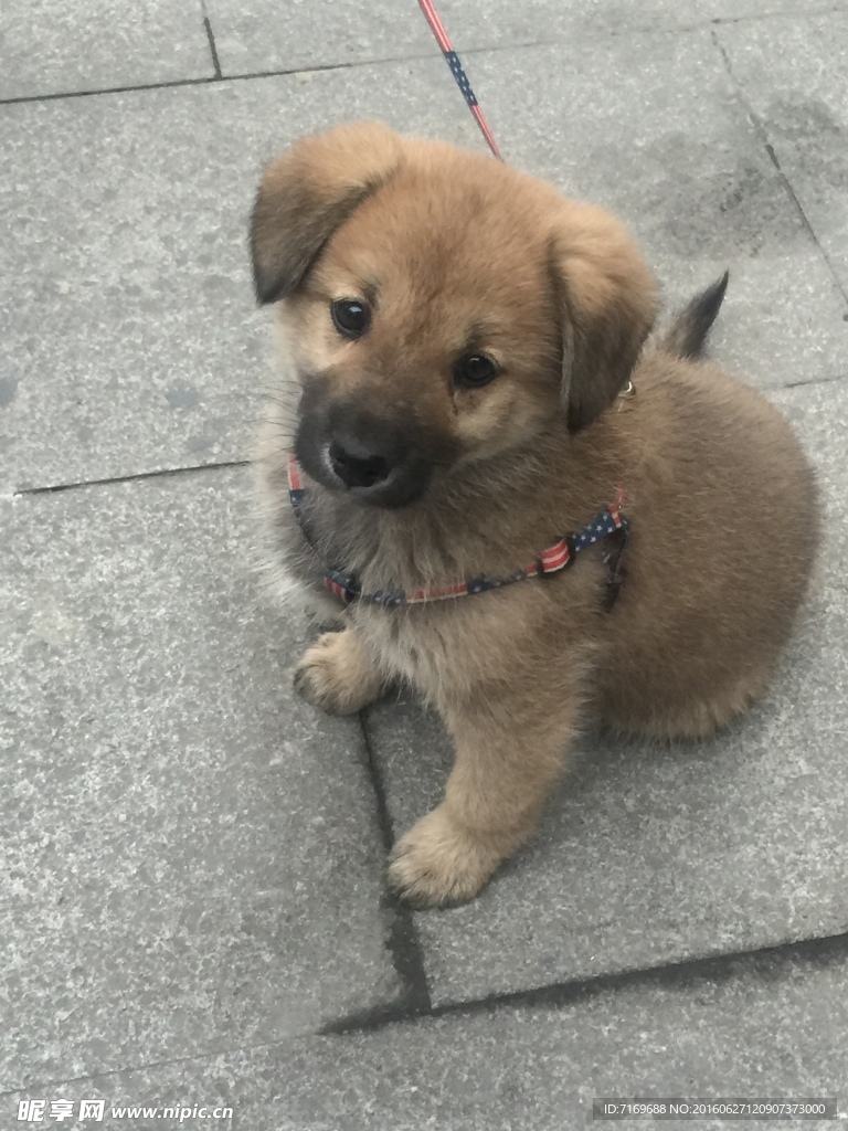 狗狗