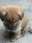 狗