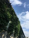 爬山虎