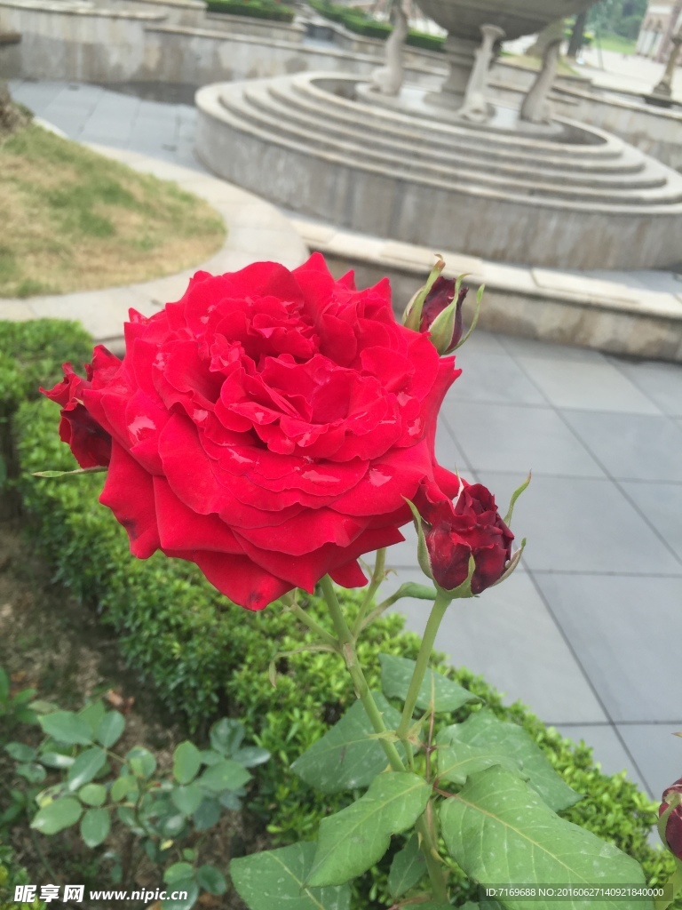 玫瑰
