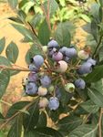 蓝莓