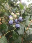 蓝莓