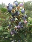 蓝莓