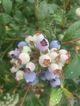 蓝莓