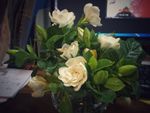 栀子花