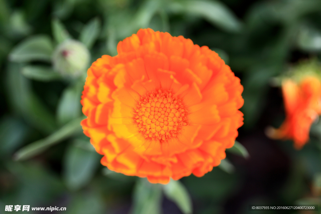 夏菊