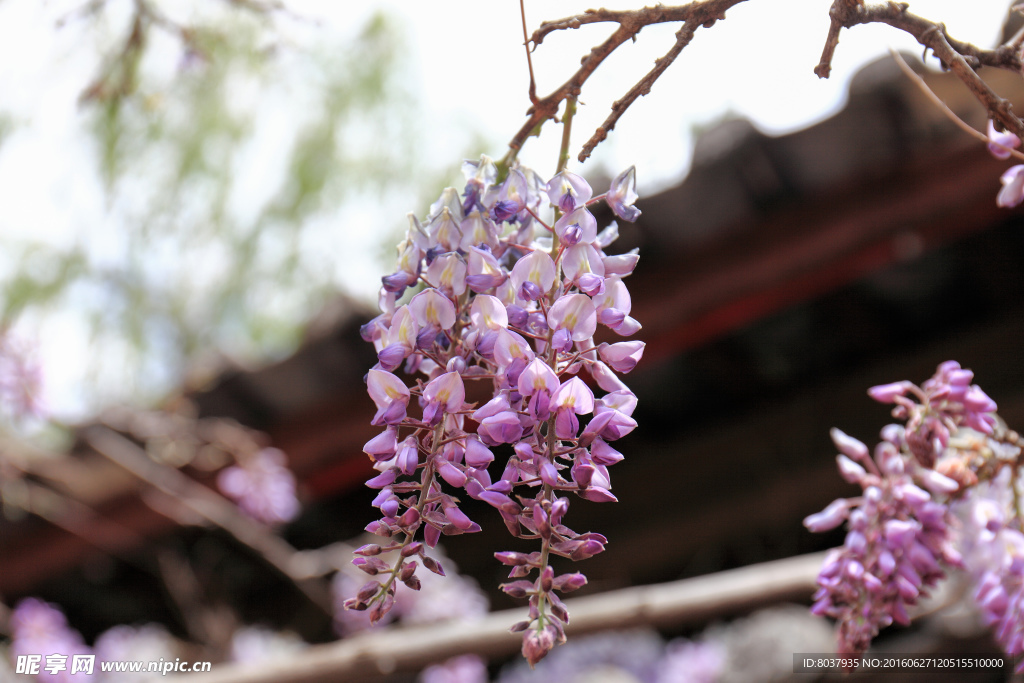 紫藤花
