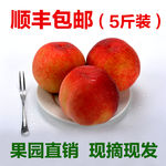 顺丰包邮5斤装  桃子 果园